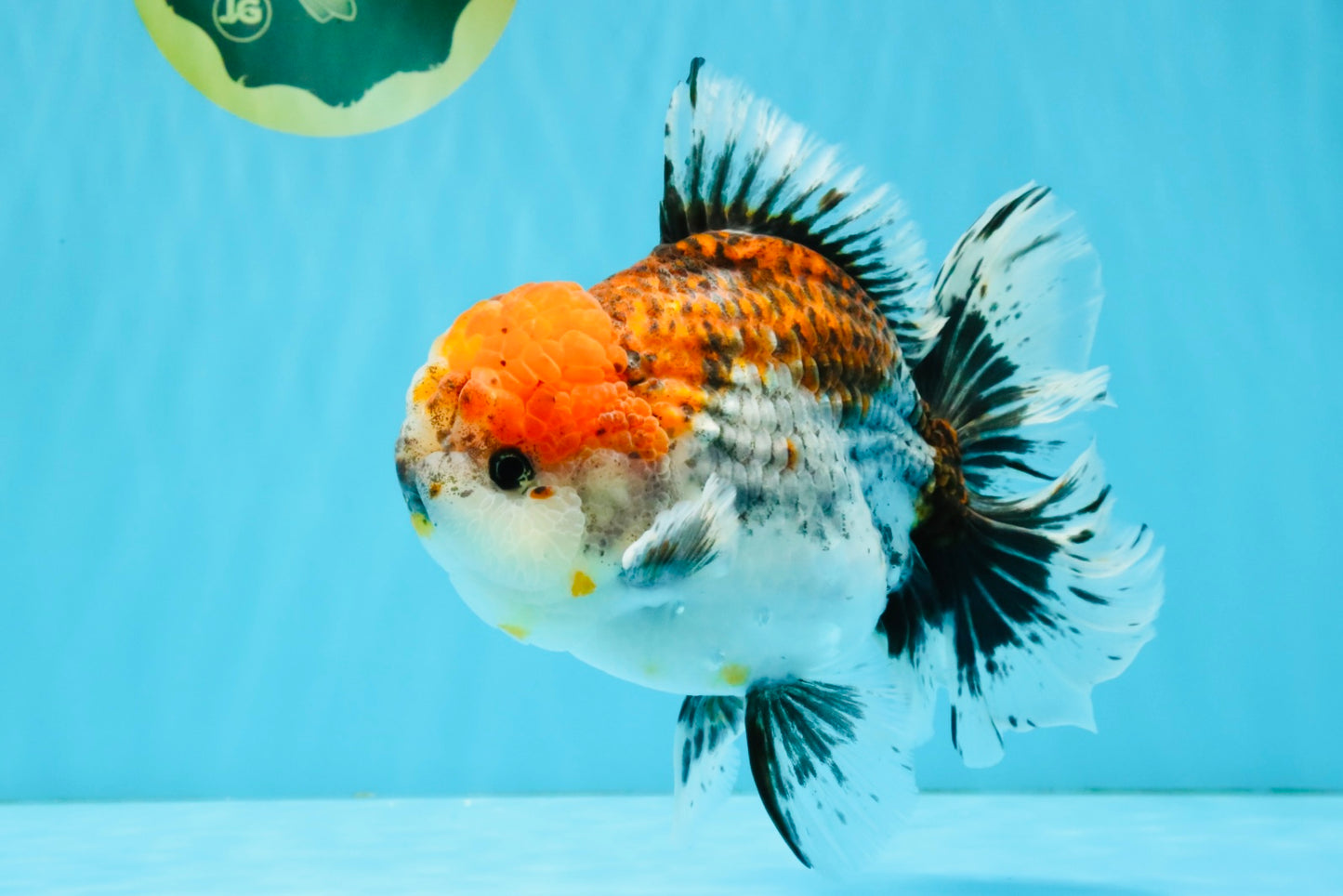 CHUNKY AAA Grade Kirin Calico Oranda Male 6.5 inches #041026OR_02