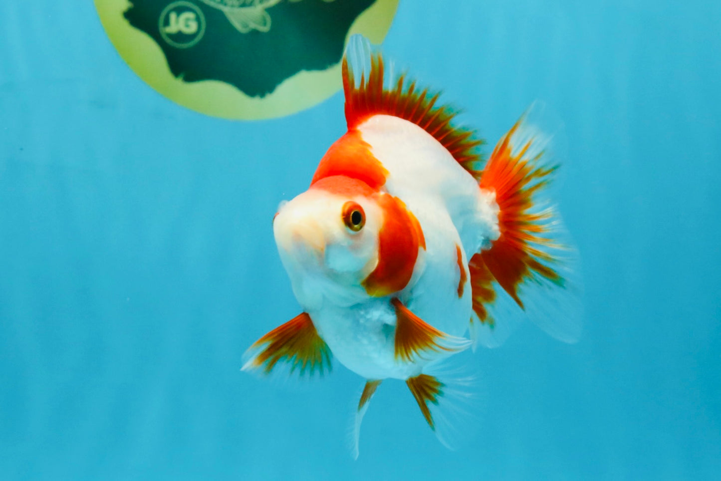 AAA Grade Red White Ryukin Female 4-4.5 inches #032726RK_25