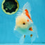 AAA Grade ADORABLE Sakura Oranda Male 6-6.5 inches #091925OR_14