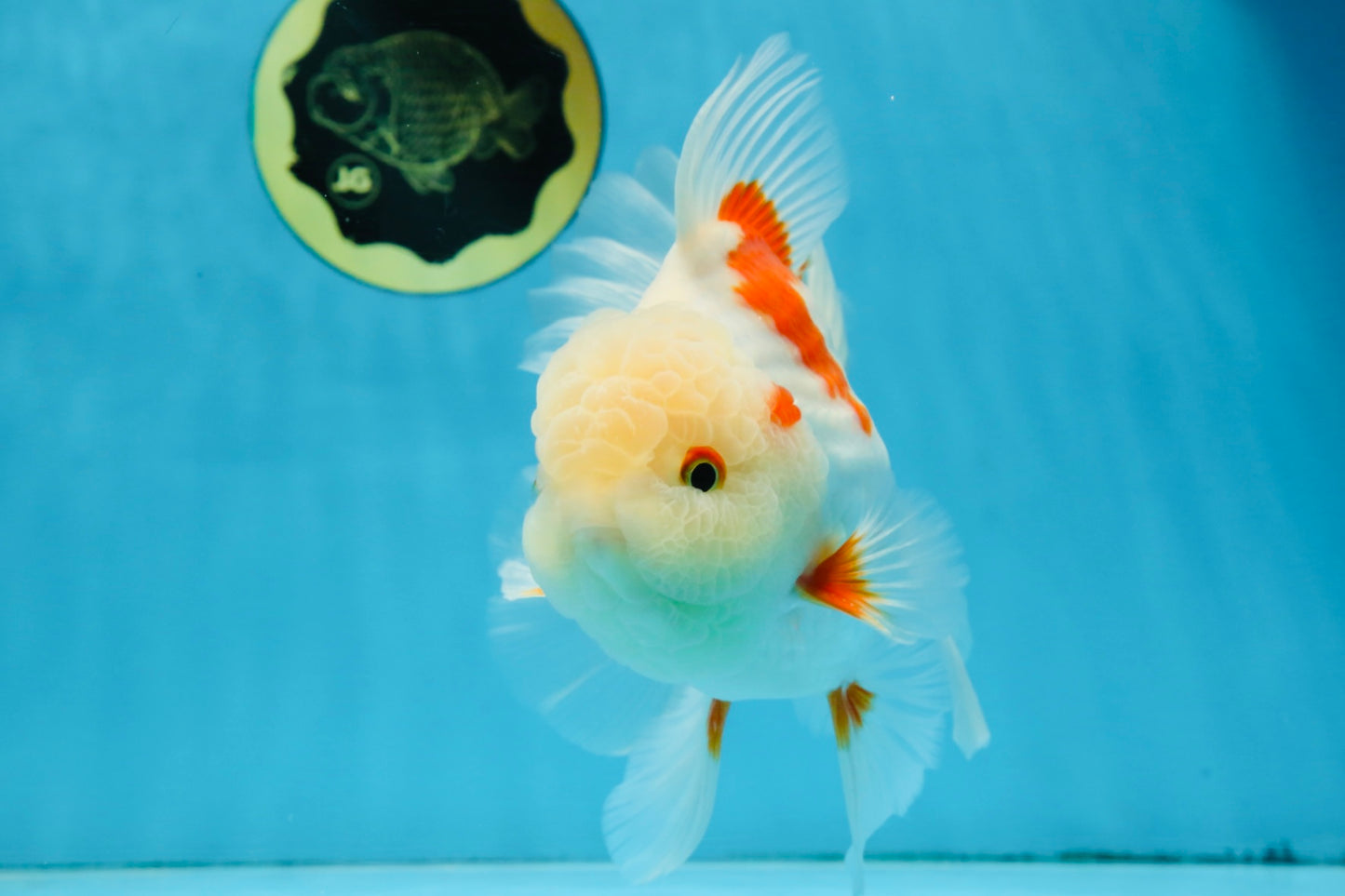AAA Grade ADORABLE Sakura Oranda Male 6-6.5 inches #091925OR_14