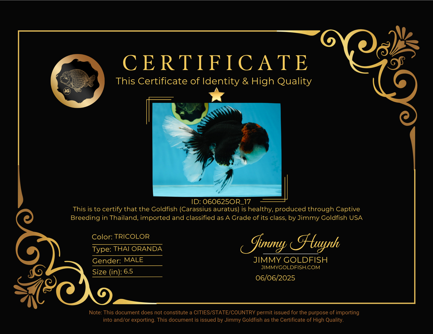 A Grade Tricolor Oranda Male 6.5 inches #060625OR_17