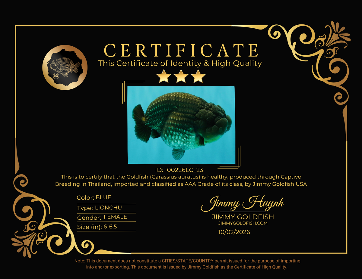 AAA Grade Super Blue LionQueen 6-6.5 inches #100226LC_23