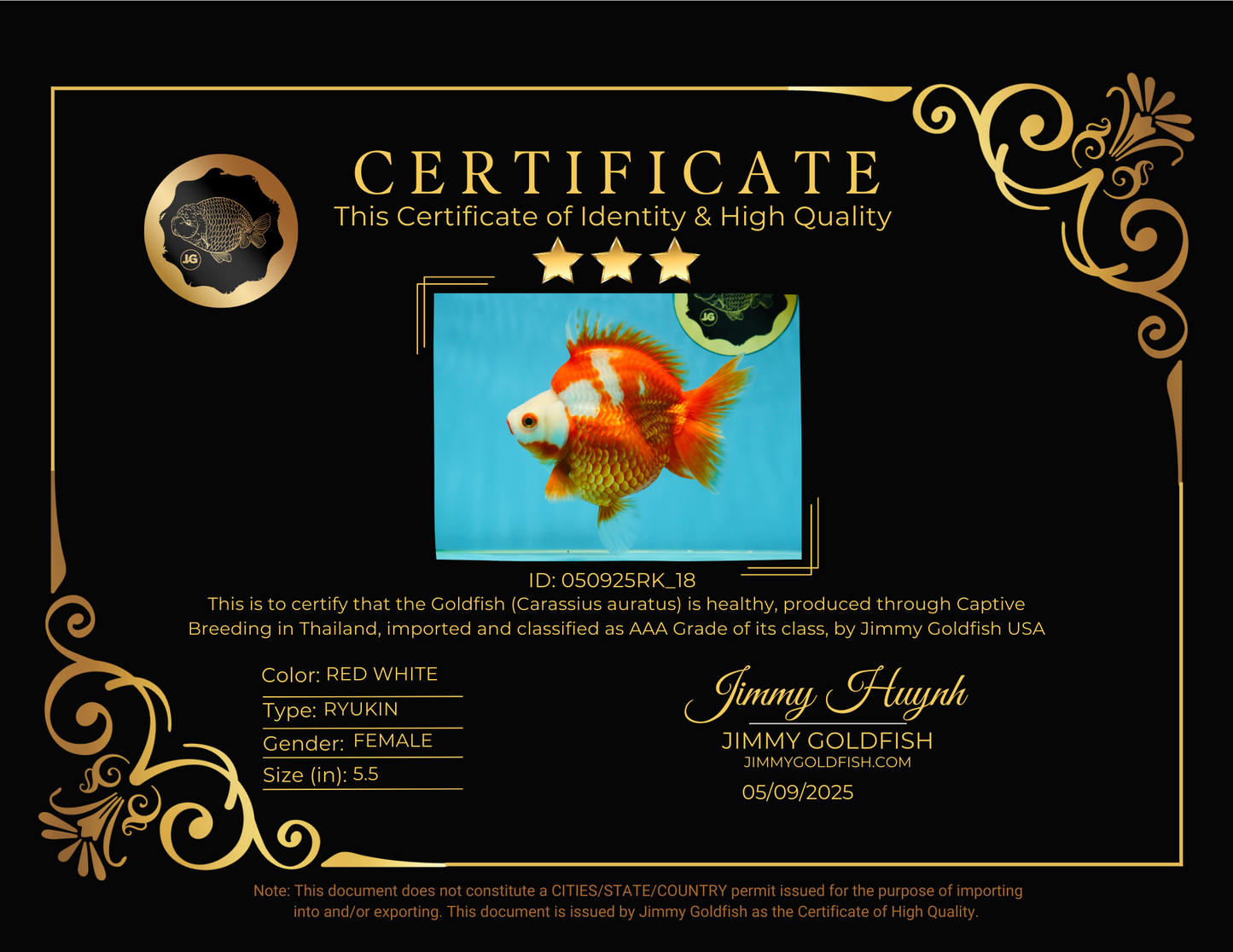 AAA GRADE Red White Ryukin Female 5.5 inches #050925RK_18