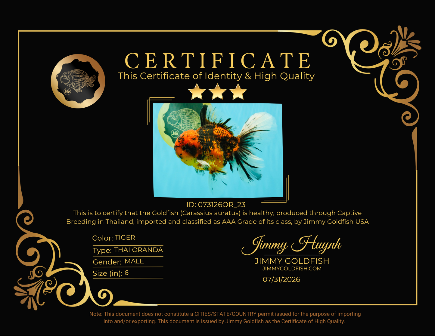 SPECIAL AAA Grade Tiger Oranda Male 6 inches #073126OR_23