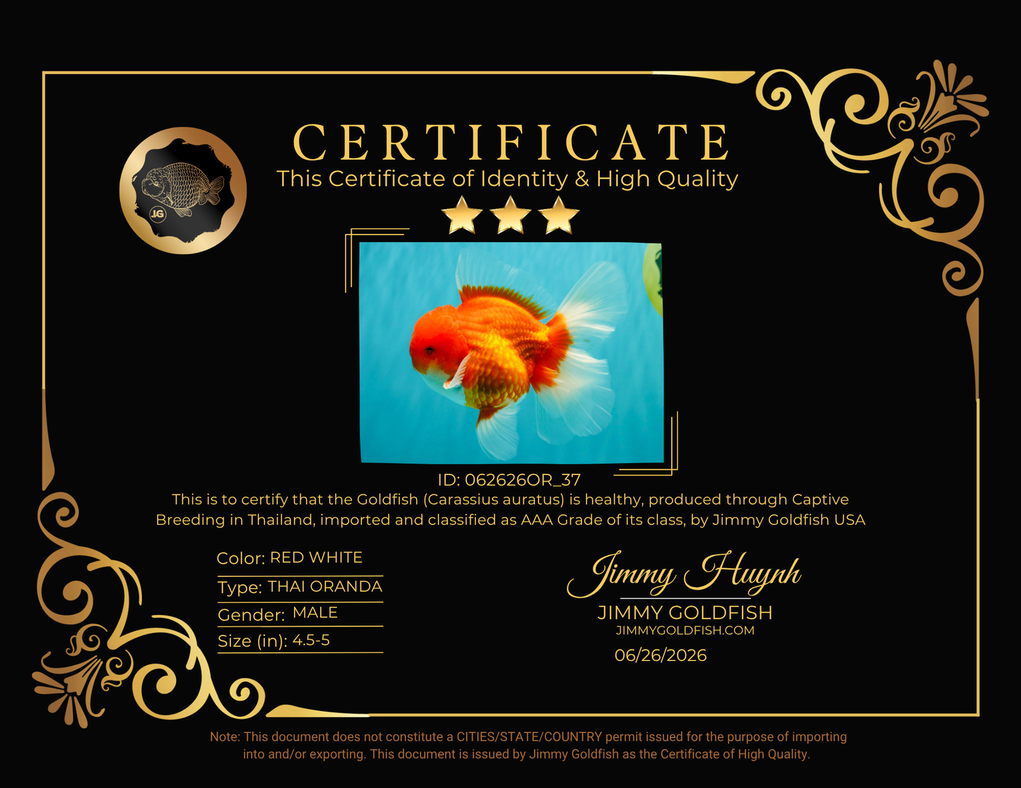 CHONKY AAA Grade Red White Oranda Male 4.5-5 inches #062626OR_37