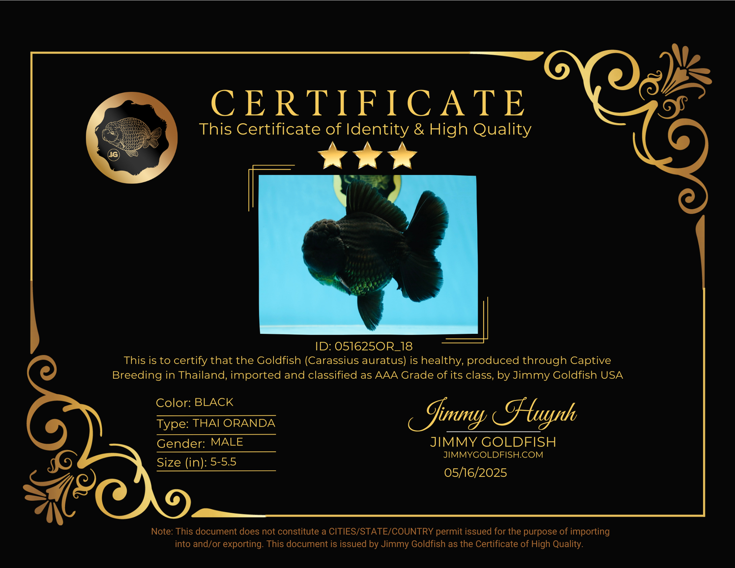 AAA Grade VERY SPECIAL Godzilla Black Oranda Male 5-5.5 inches #051625OR_18