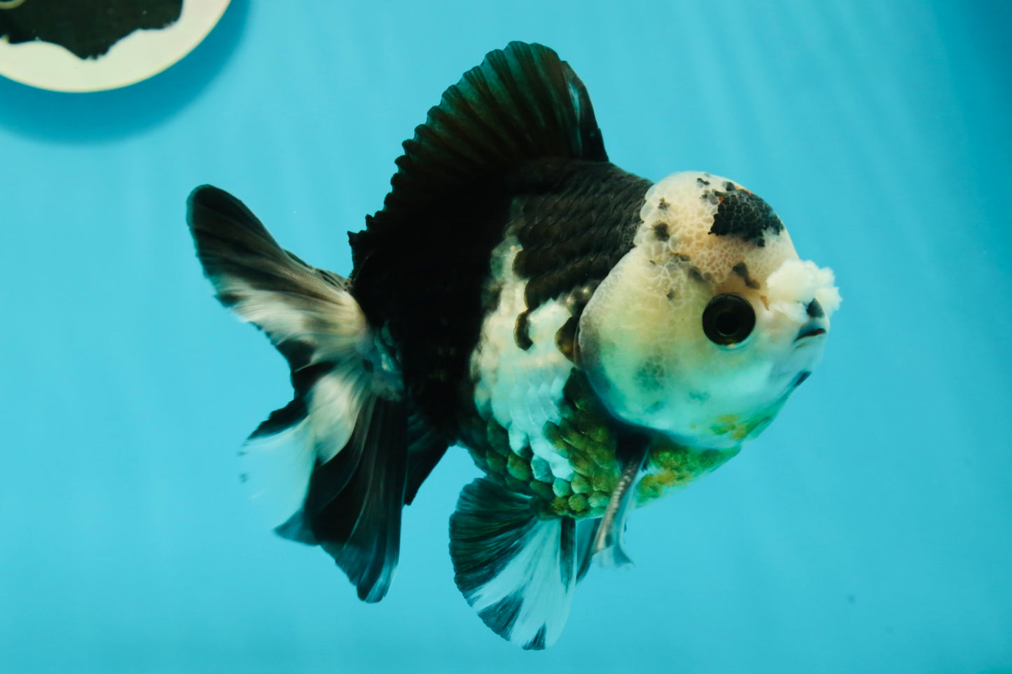 Witch Panda Pompom Button Eyes Oranda Male 4.5-5 inches #110124OR_22