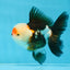 AAA Grade Tricolor Oranda Male 5 inches #0920OR_21