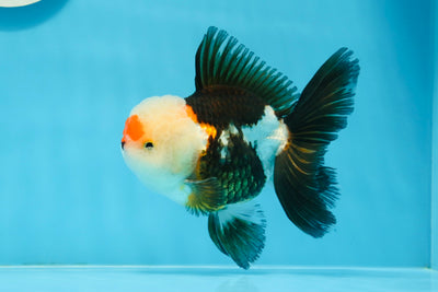 Macho oranda tricolor de grado AAA de 5 pulgadas n.° 0920OR_21