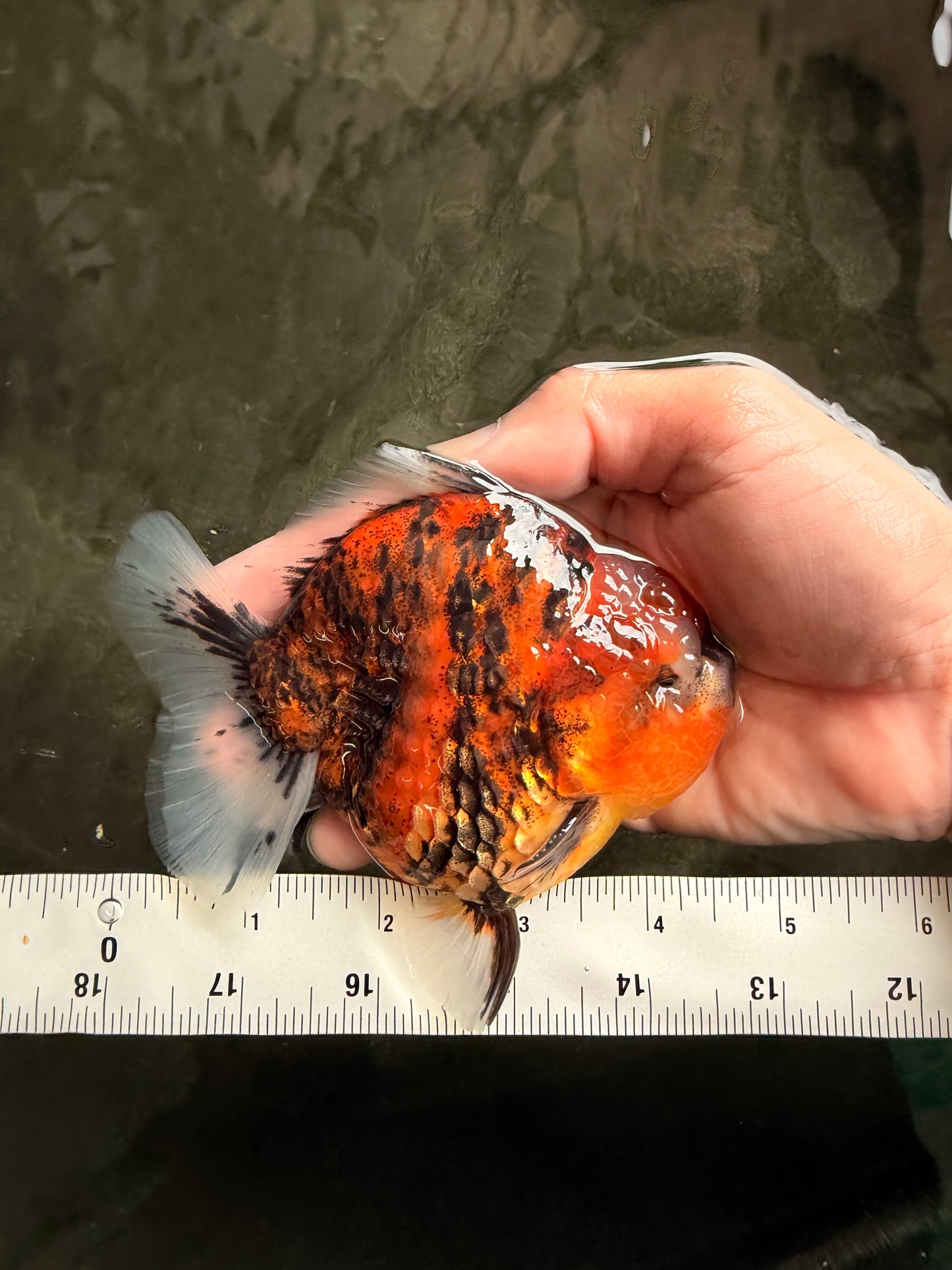 AAA Grade Round Body Tiger Yuanbao Male 4.5 inches #062626YB_18