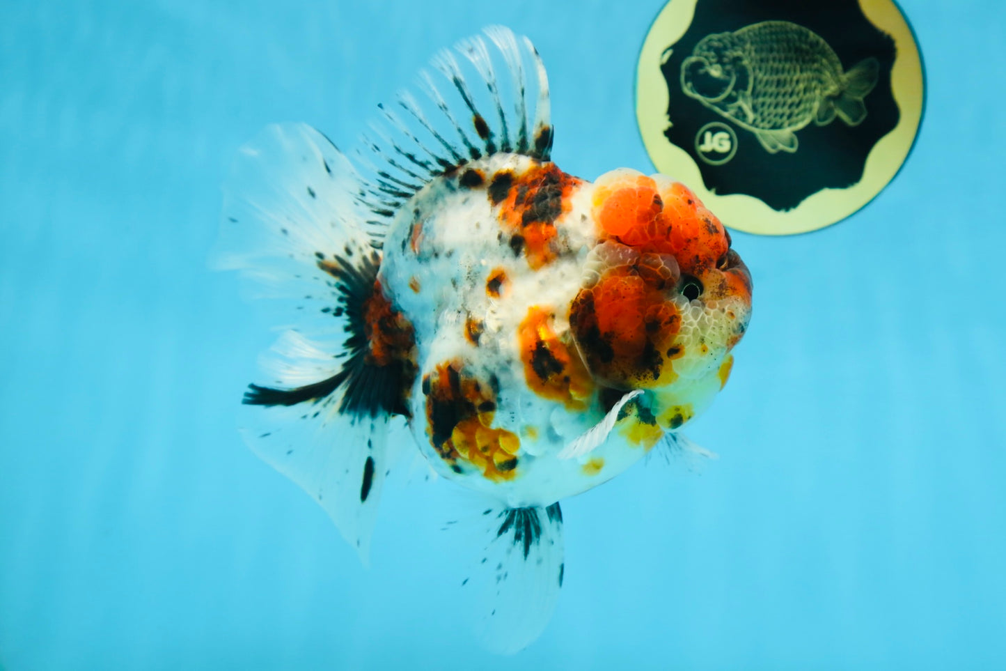 AAA Grade SUPER WEN Godzilla Calico Oranda Female 6 inches #080825OR_16