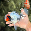 A Grade Two Face Marble Oranda Male 6-6.5 inches #072426OR_11