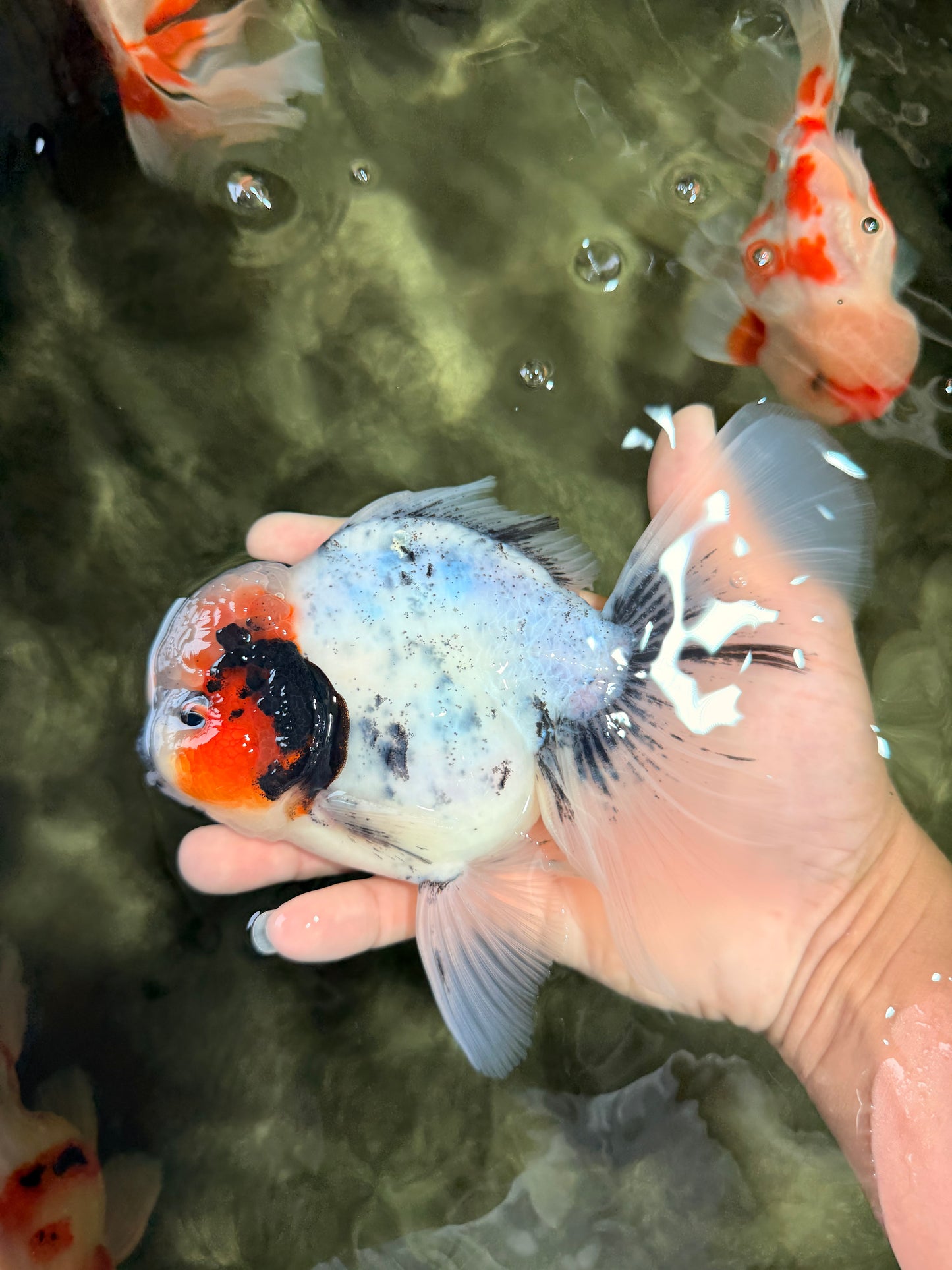 A Grade Two Face Marble Oranda Male 6-6.5 inches #072426OR_11