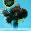 AAA Grade Young Godzilla Sakura Kirin Oranda Male 6 inches #081525OR_11