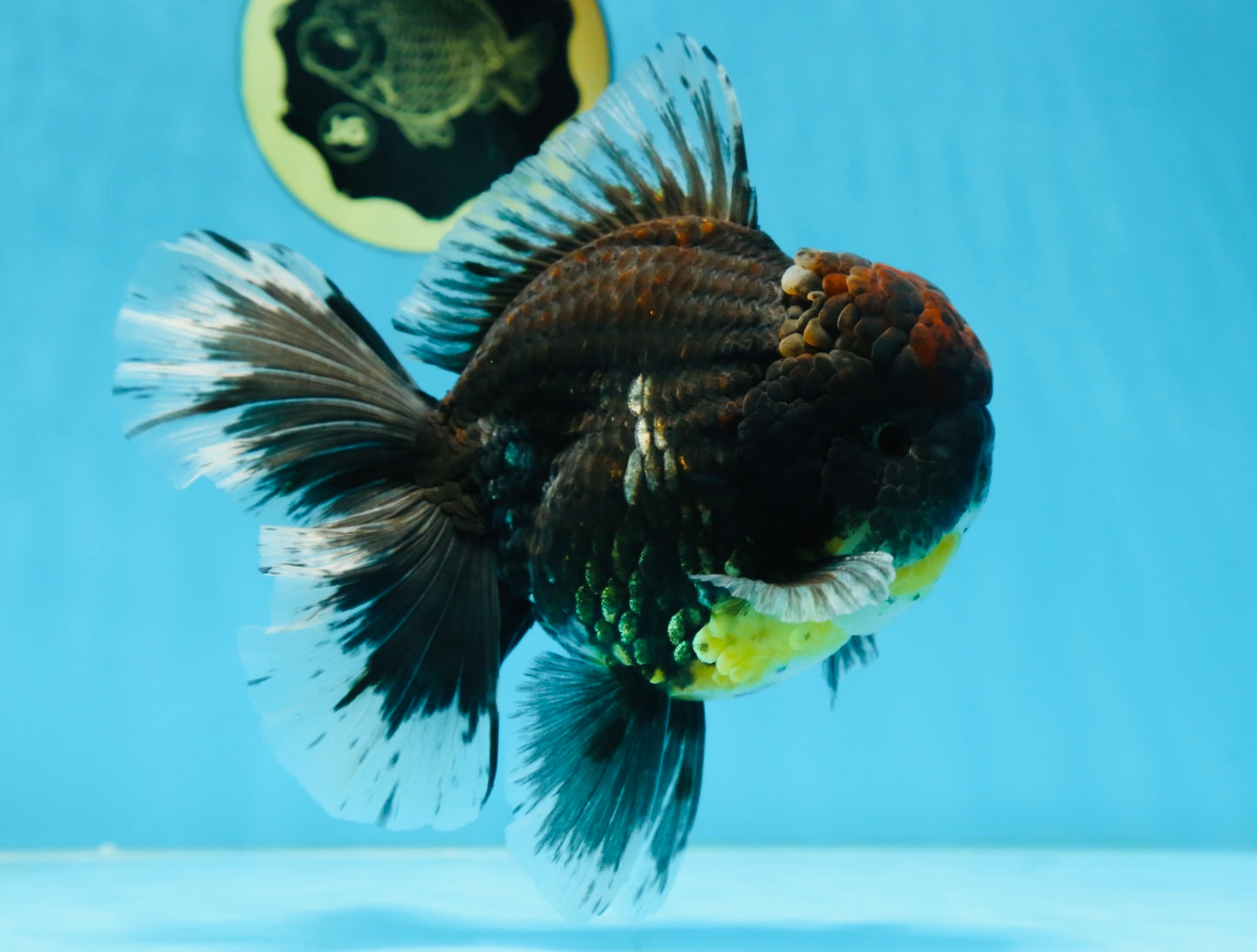 AAA Grade Young Godzilla Sakura Kirin Oranda Male 6 inches #081525OR_11
