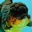 SPECIAL A Grade Apache Oranda Female 6-6.5 inches #050826OR_05