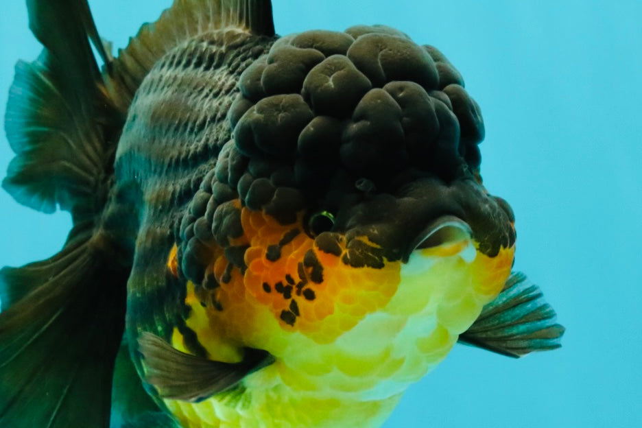 SPECIAL A Grade Apache Oranda Female 6-6.5 inches #050826OR_05