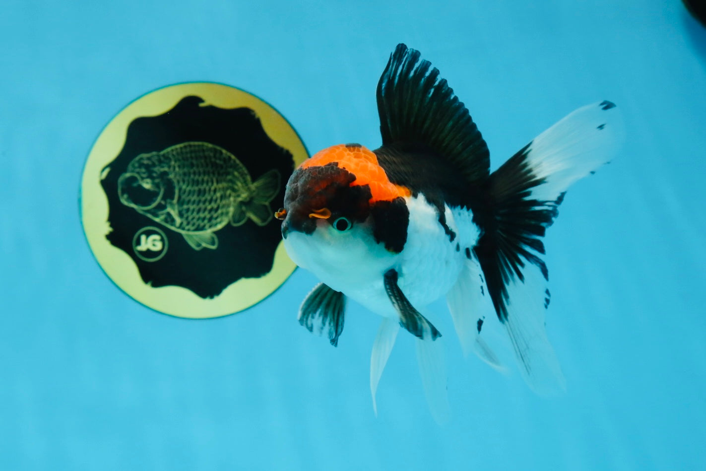 A Grade Color Pop Tricolor Oranda Male 4.5 inches #020725OR_25