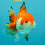 FLUFFY TAIL A Grade Red White Oranda Male 5.5 inches #042426OR_06