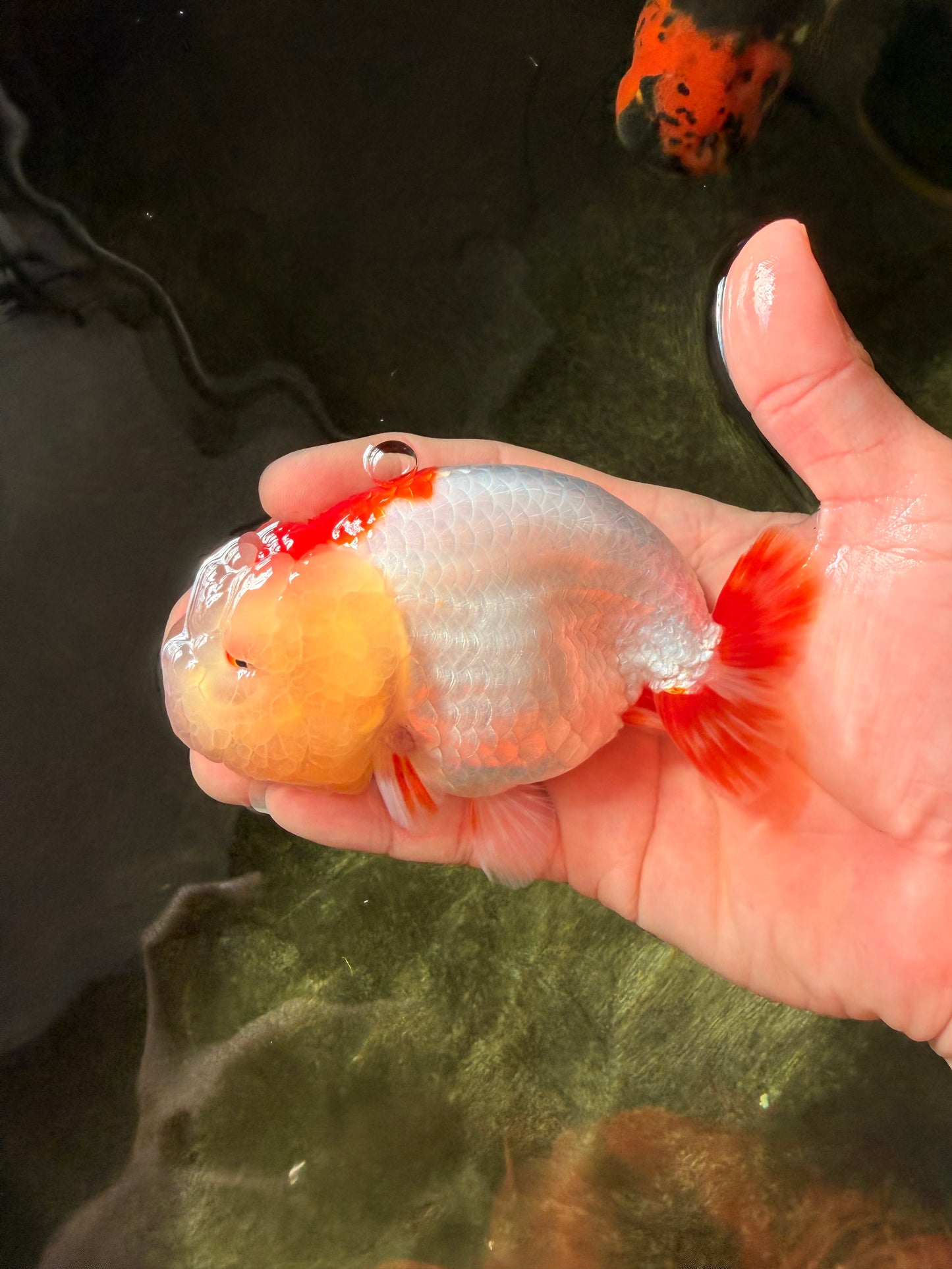 LIPSTICK AAA Grade Red White LionQueen 4.5 inches #032726LC_16