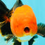 UNIQUE AAA Grade Apache Oranda Male 6 inches #101626OR_07