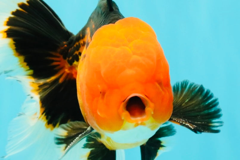 UNIQUE AAA Grade Apache Oranda Male 6 inches #101626OR_07