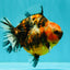 AAA Grade Calico Tiger Yuanbao Male 4.5-5 inches #062626YB_17