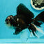 AAA Grade Panda Oranda Male 6.5 inches #110824OR_08