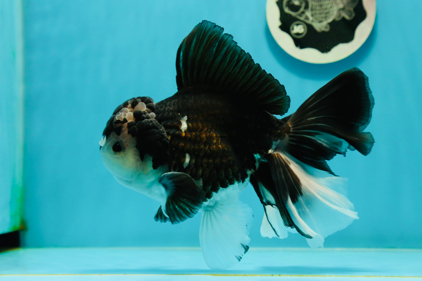 AAA Grade Panda Oranda Male 6.5 inches #110824OR_08