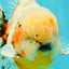 CHONKY AAA Grade Calico Oranda Male 6-6.5 inches #101626OR_21