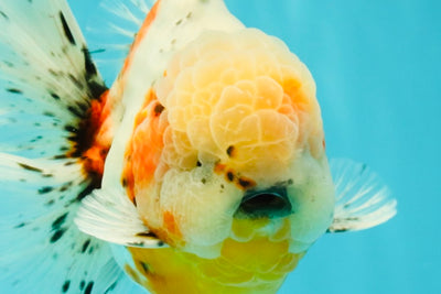 CHONKY AAA Grade Calico Oranda Male 6-6.5 inches #101626OR_21