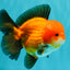 CHUBBY AAA Grade Apache Oranda Male 5 inches #082826OR_10