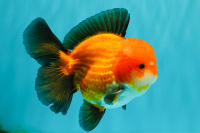 CHUBBY AAA Grade Apache Oranda Male 5 inches #082826OR_10
