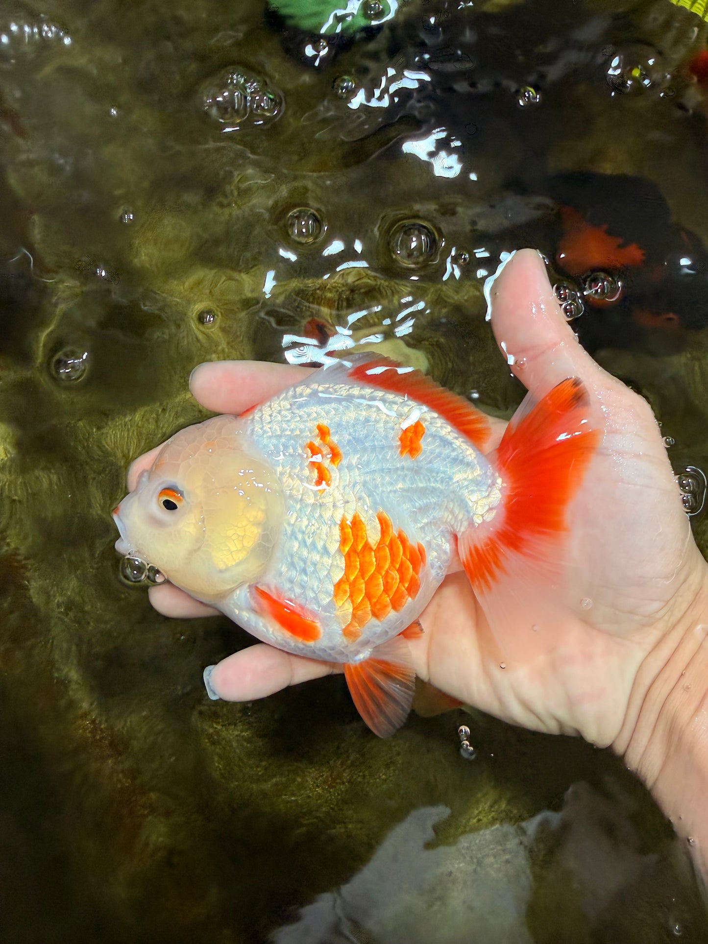 A Grade Red White Yuanbao Female 5 inches #103125YB_05