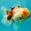 CHUNKY AAA Grade Sakaru Oranda Male 6 inches #092526OR_03