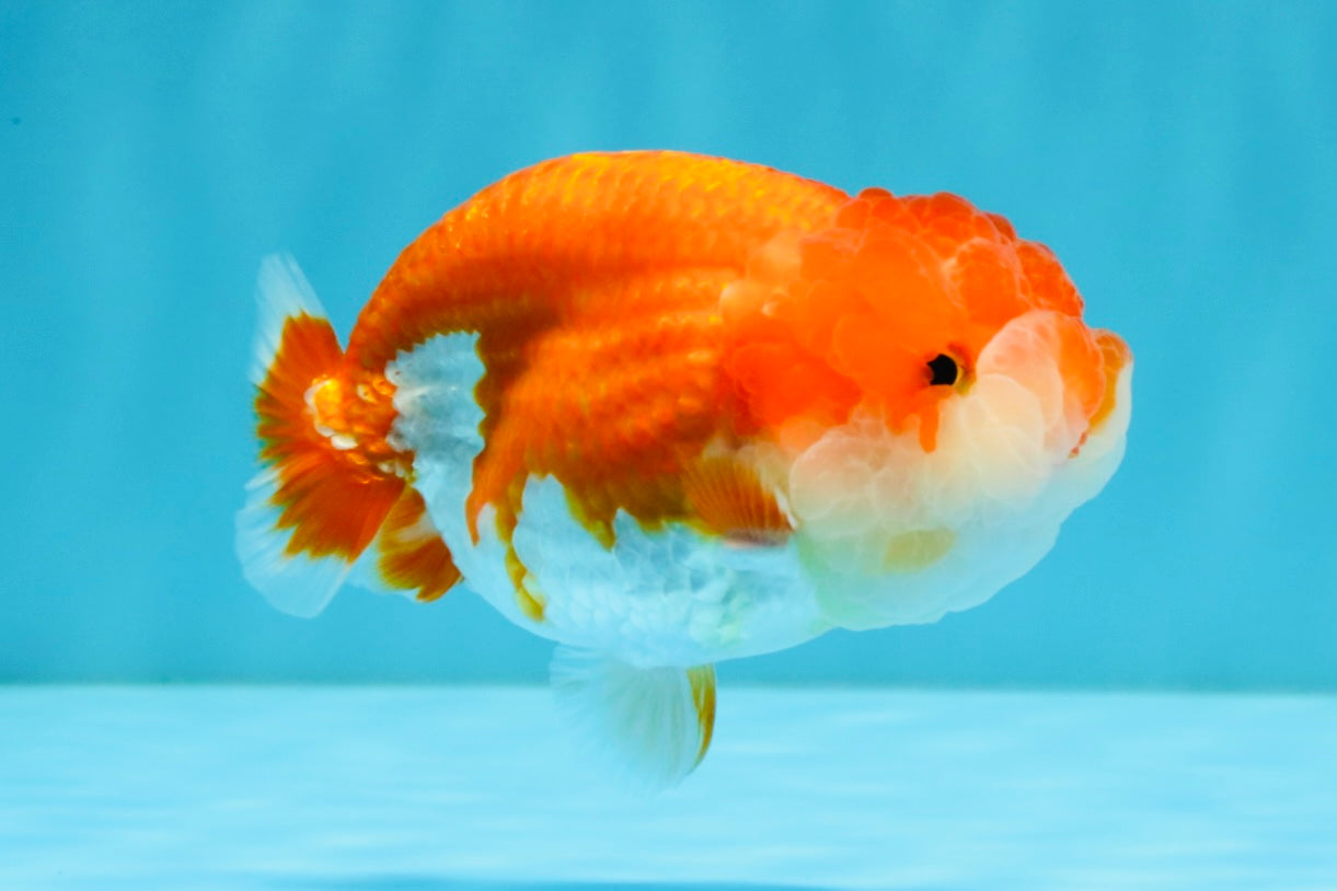 A Grade Red White LionQueen 4-4.5 inches #032726LC_14