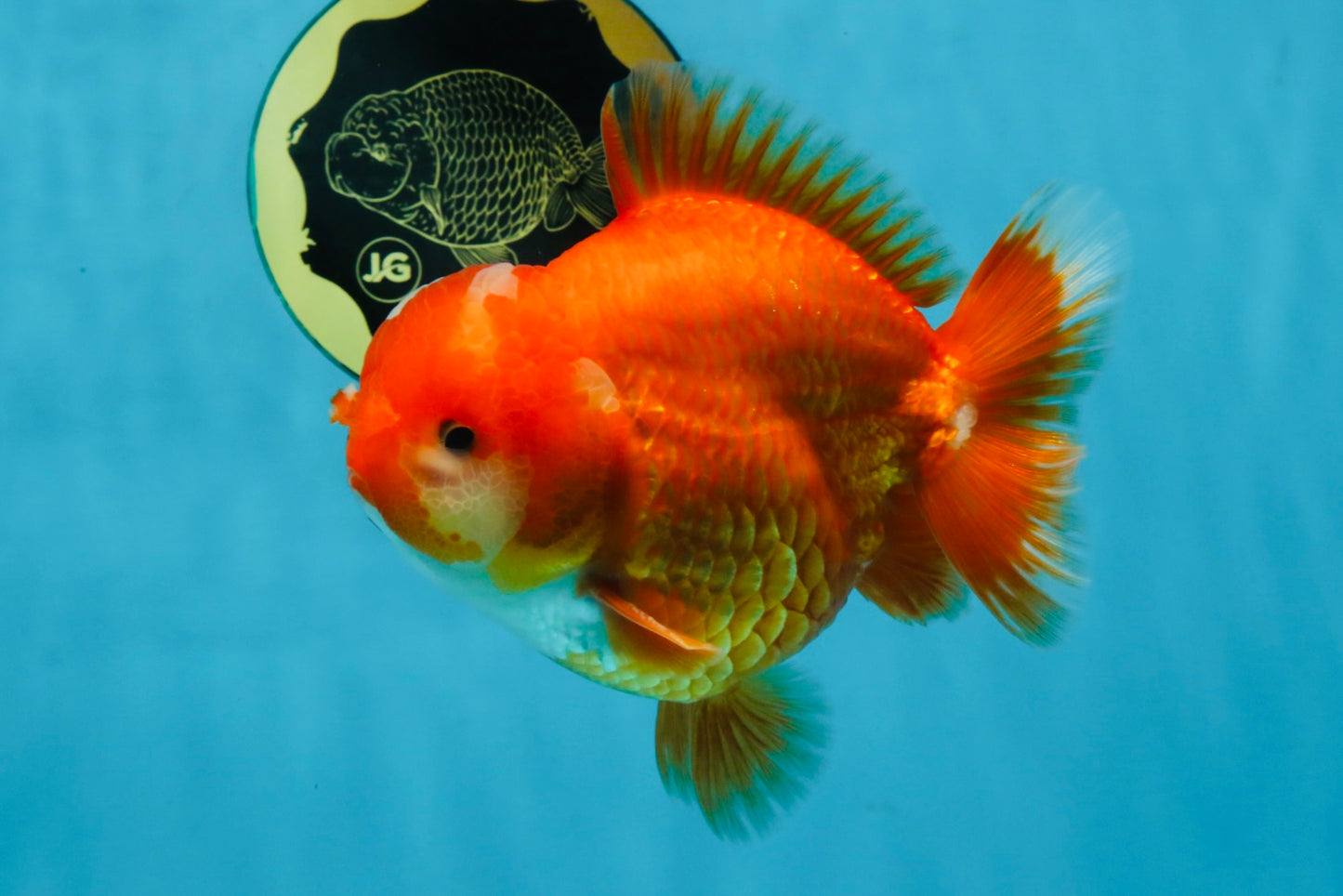 AAA Grade Red White Yuanbao Male 4.5 inches #103125YB_04