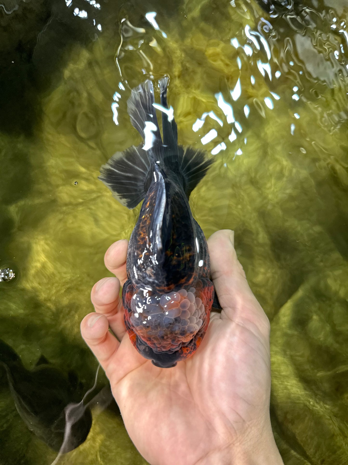 AAA Grade Godzilla Kirin Oranda Male 5.5 inches #050925OR_50