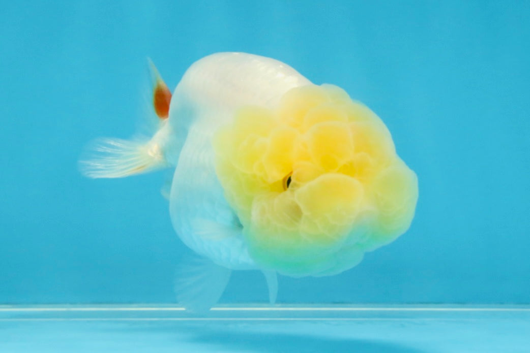 Snow White Lionchu Female 3.5 inches #121925LC_03