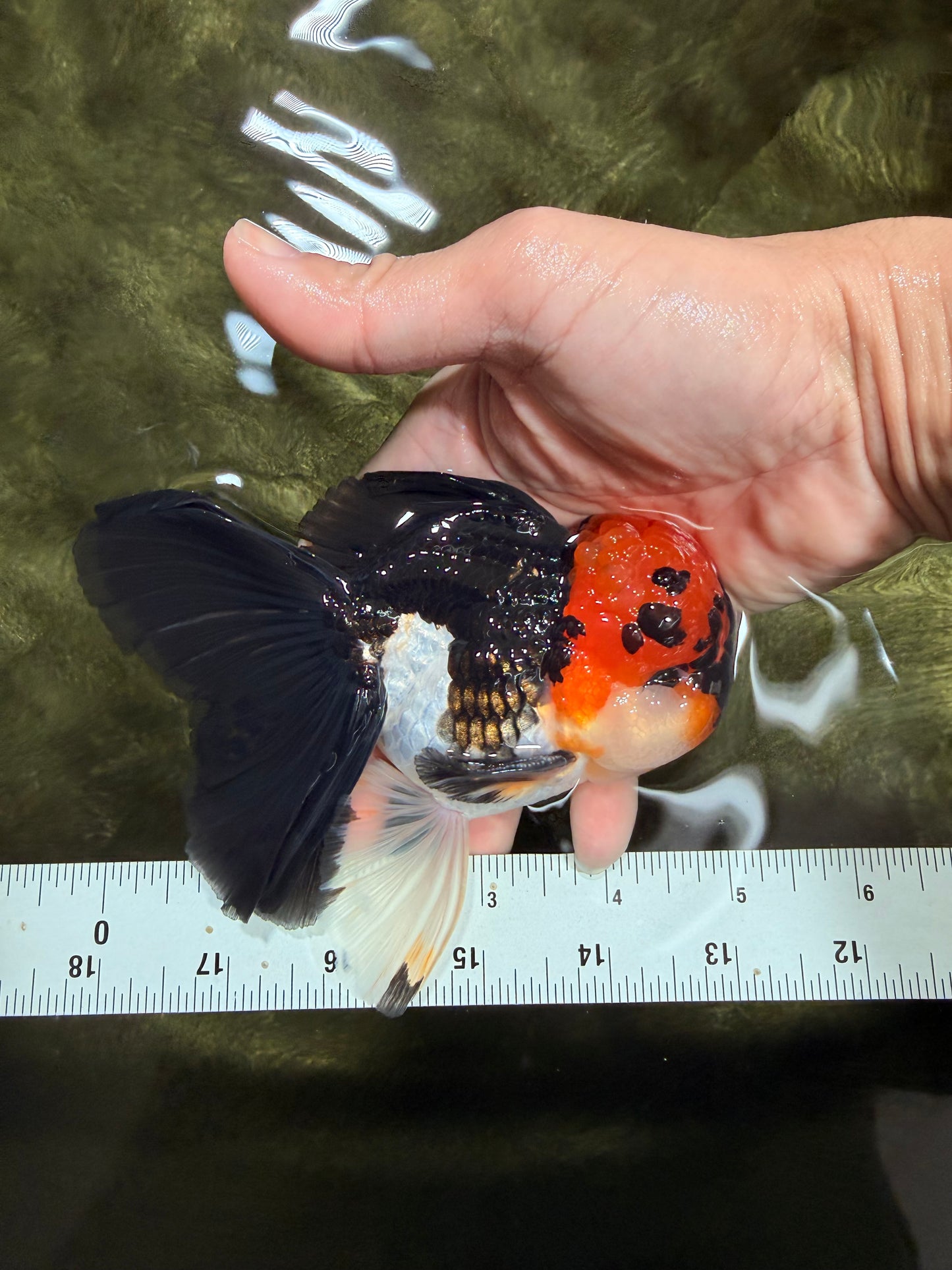 LAVA Tricolor Oranda Male 5 inches #040326OR_18