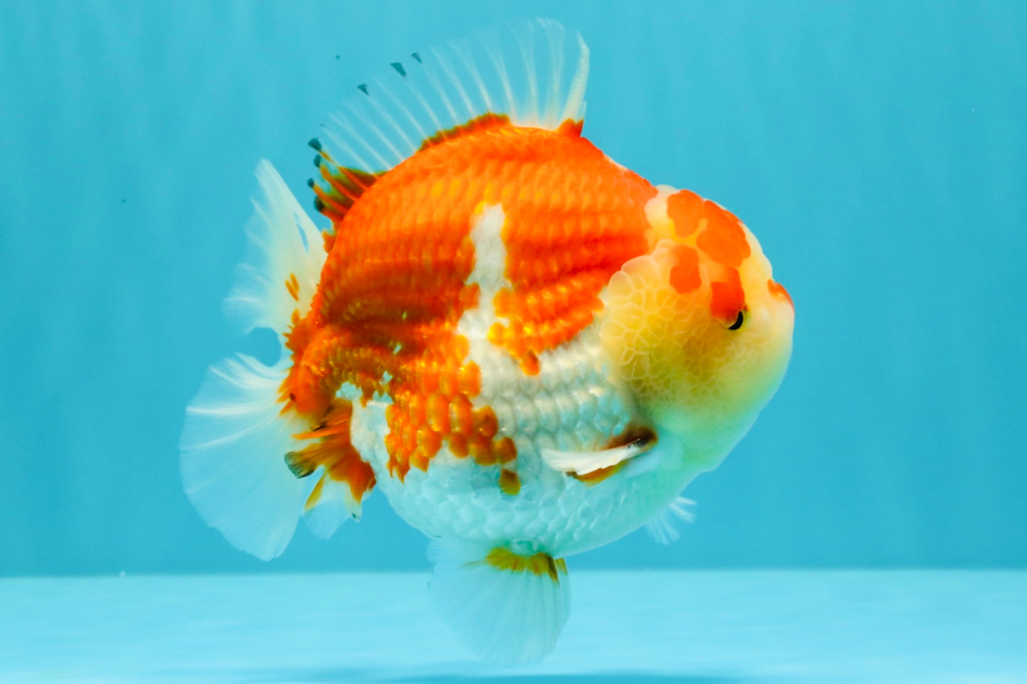 AAA Grade Godzilla Red White Yuanbao Male 5-5.5 inches #031326YB_20