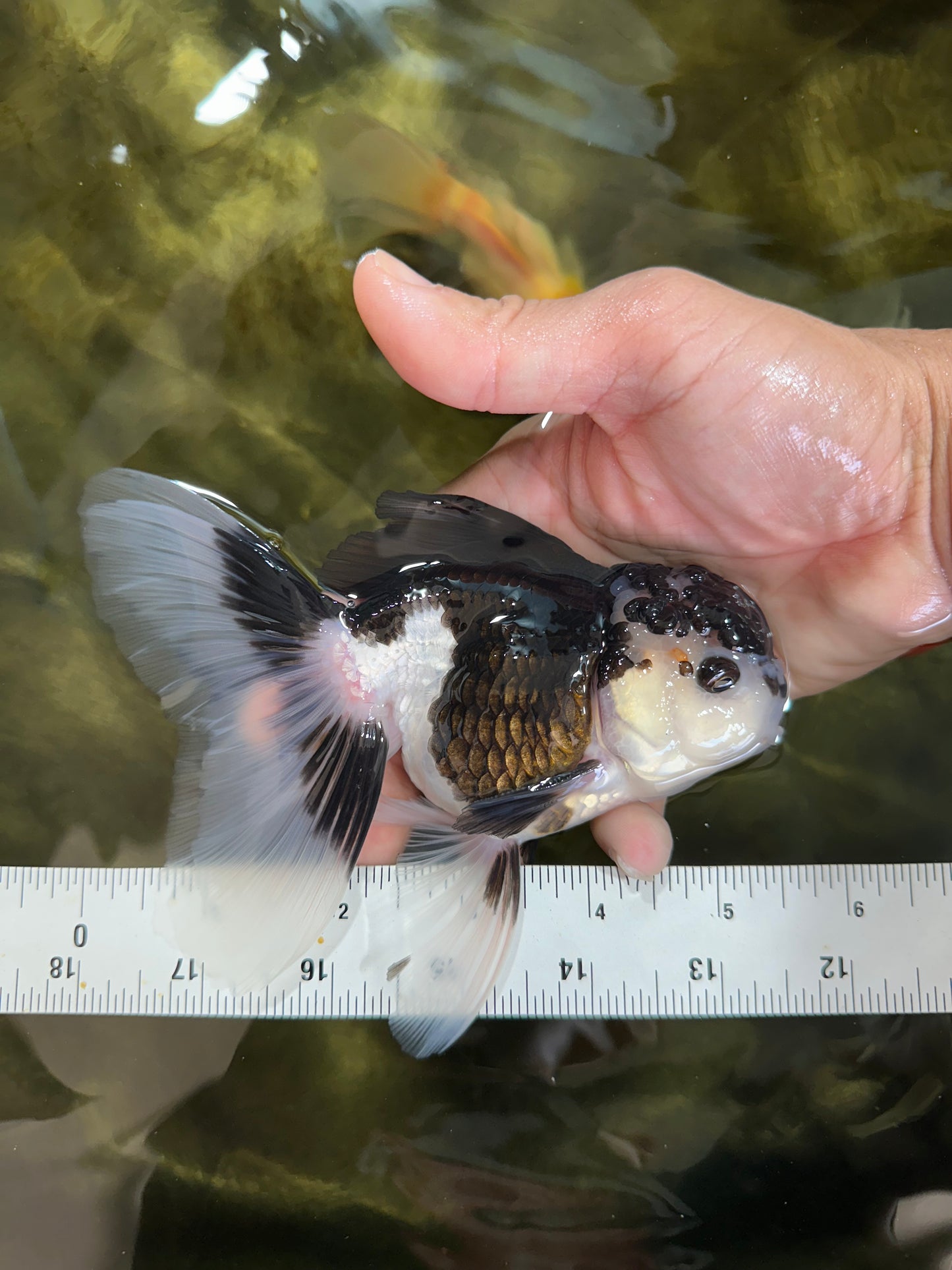 CHONKY Panda Oranda Male 5.5 inches #091225OR_24