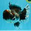 CHUBBY AAA Grade Godzilla Kirin Oranda Male 6.5 inches #050826OR_02
