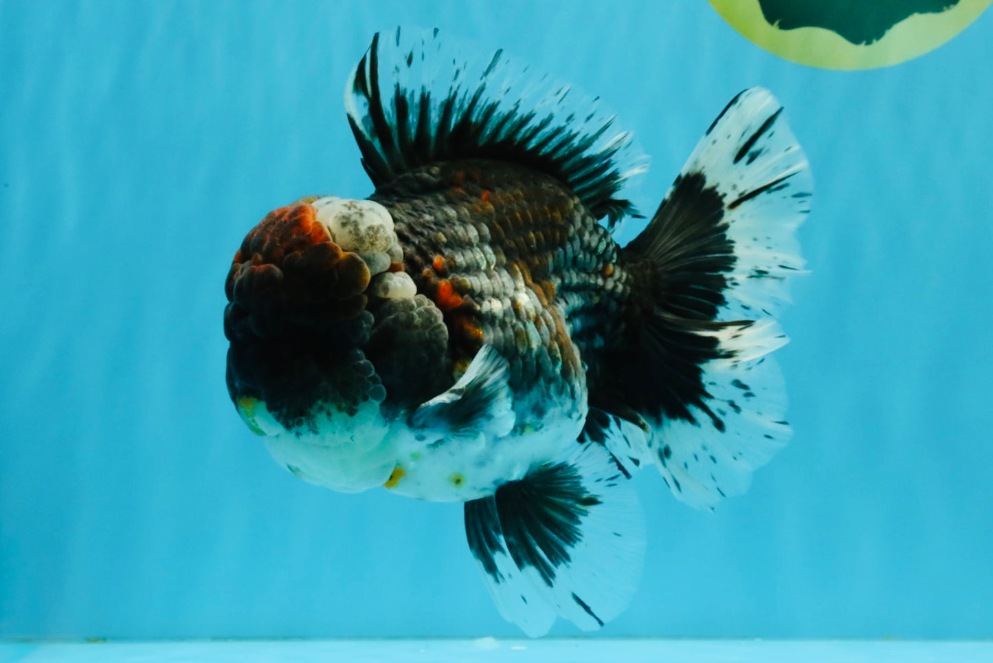 CHUBBY AAA Grade Godzilla Kirin Oranda Male 6.5 inches #050826OR_02