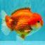 CHUBBY AAA Grade Red White Yuanbao Male 5.5 inches #090426YB_08