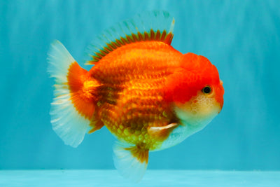 CHUBBY AAA Grade Red White Yuanbao Male 5.5 inches #090426YB_08