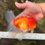 Red White Oranda Male 6 inches #082126OR_09