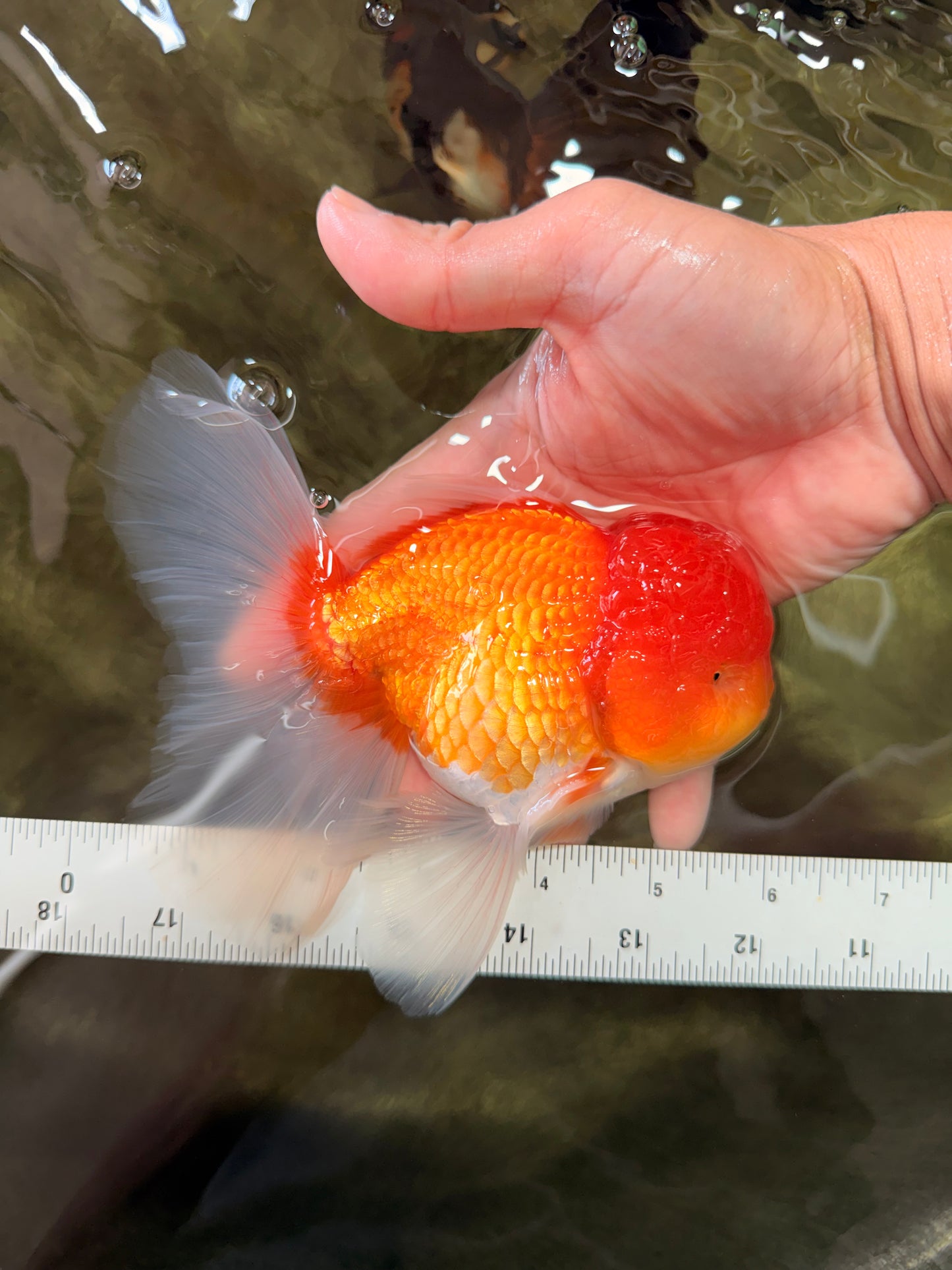 Red White Oranda Male 6 inches #082126OR_09