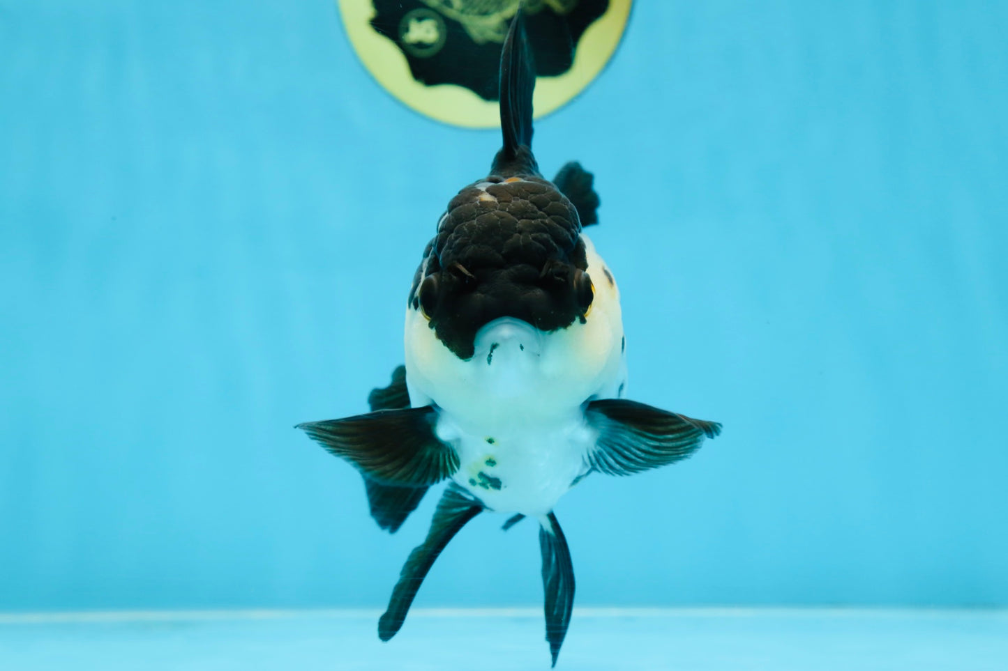A Grade Killer Whale Panda Oranda Female 5-5.5 inches #100325OR_19