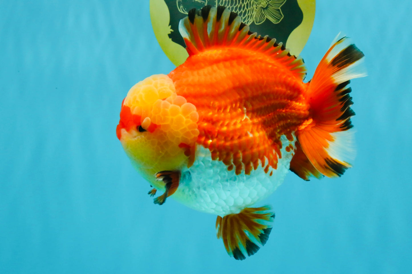 SUPER AAA Grade Godzilla Red White Yuanbao Male 5.5 inches #022026YB_03